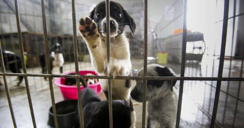 Animalistas buscan adquirir predio para refugio canino