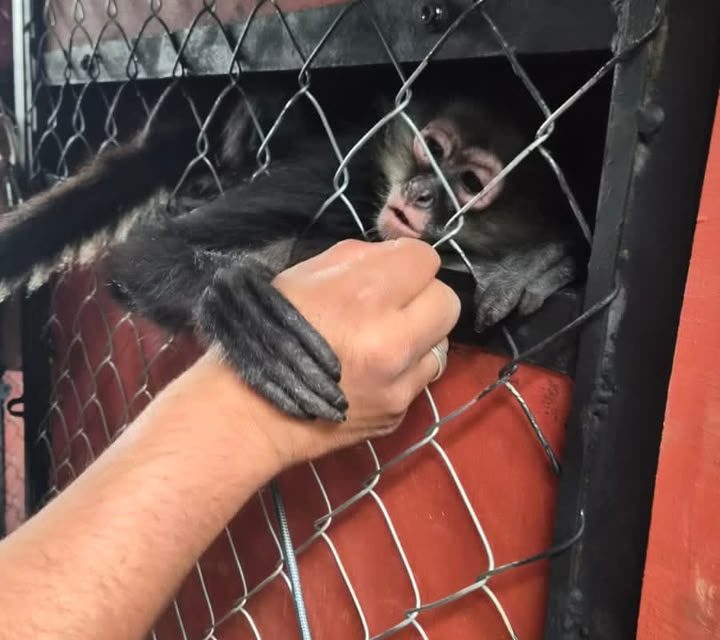 Llegan monos al zoológico  de Tulancingo