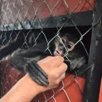 Llegan monos al zoológico  de Tulancingo