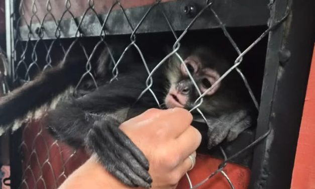 Llegan monos al zoológico  de Tulancingo