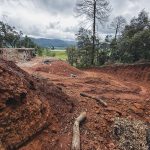 Profepa frena daño forestal en El Susto