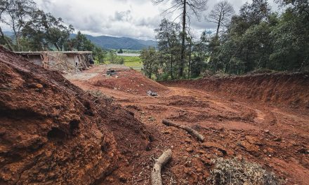 Profepa frena daño forestal en El Susto