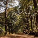 Reforestarán El Hiloche con 12 mil árboles tras plaga