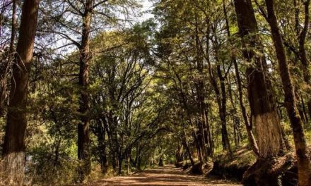 Reforestarán El Hiloche con 12 mil árboles tras plaga