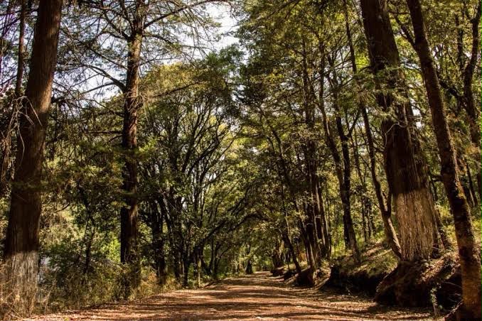 Reforestarán El Hiloche con 12 mil árboles tras plaga