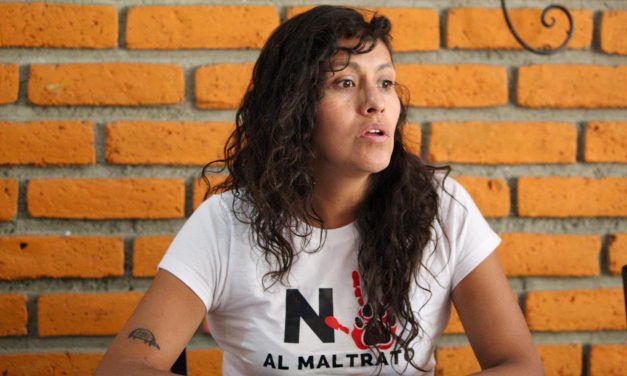 Jauría de Balú señala rezago en denuncias por maltrato animal
