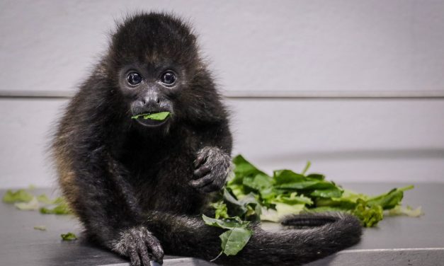 Pachuca envía mono aullador rescatado a Chiapas