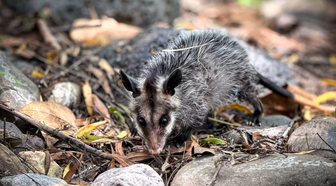 Pachuca suma 105 ejemplares de fauna silvestre rehabilitados