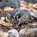 Pachuca suma 105 ejemplares de fauna silvestre rehabilitados