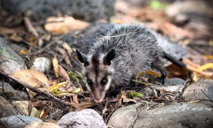 Pachuca suma 105 ejemplares de fauna silvestre rehabilitados