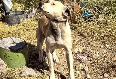 Rescatan en Pachuca a cuatro caninos en situación de abandono