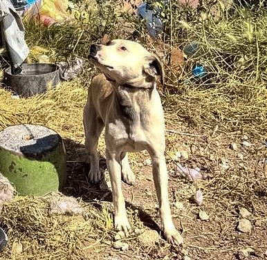 Rescatan en Pachuca a cuatro caninos en situación de abandono