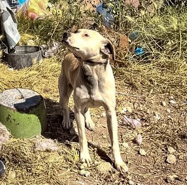 Rescatan en Pachuca a cuatro caninos en situación de abandono