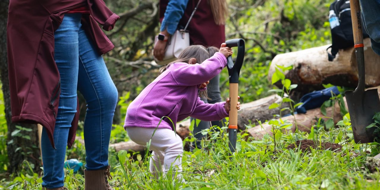 Hidalgo plantará 2 millones de árboles para reforestación