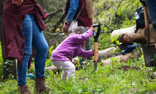 Hidalgo plantará 2 millones de árboles para reforestación