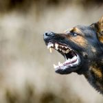 Área técnica de Tizayuca identificará perros tras ataques mortales