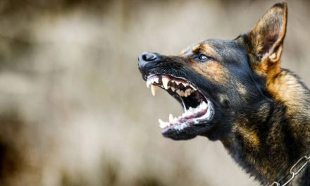 Área técnica de Tizayuca identificará perros tras ataques mortales