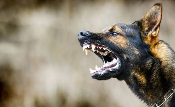 Área técnica de Tizayuca identificará perros tras ataques mortales