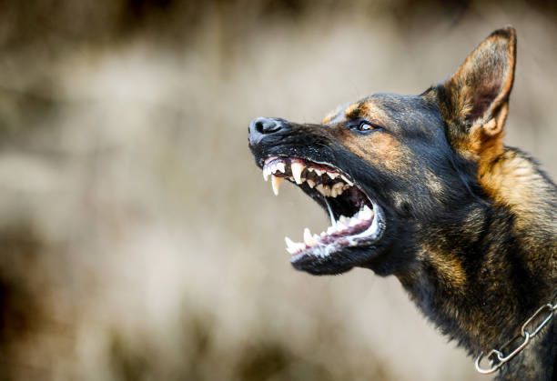 Área técnica de Tizayuca identificará perros tras ataques mortales