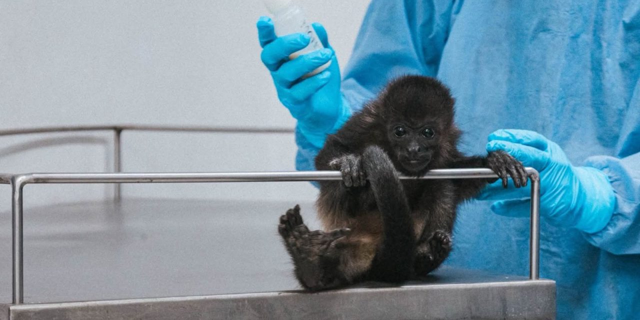 Unidad de fauna de Pachuca rehabilitó 605 animales en dos años