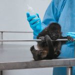Unidad de fauna de Pachuca rehabilitó 605 animales en dos años