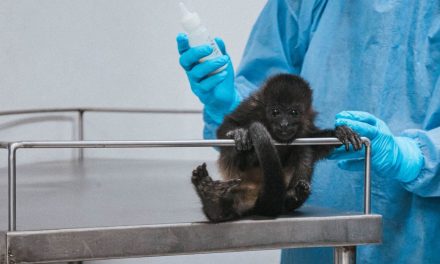 Unidad de fauna de Pachuca rehabilitó 605 animales en dos años