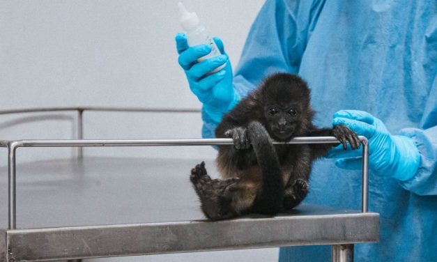 Unidad de fauna de Pachuca rehabilitó 605 animales en dos años