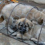 Multa por crianza clandestina de animales costaría hasta 11 mil pesos