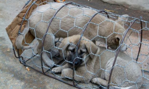 Multa por crianza clandestina de animales costaría hasta 11 mil pesos