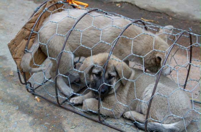 Multa por crianza clandestina de animales costaría hasta 11 mil pesos