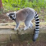 Acusan que animales recibidos en Tulancingo se sustrajeron con irregularidades en Veracruz