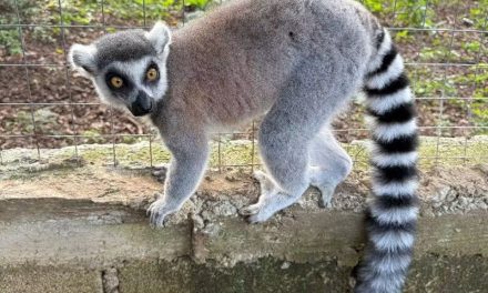 Acusan que animales recibidos en Tulancingo se sustrajeron con irregularidades en Veracruz