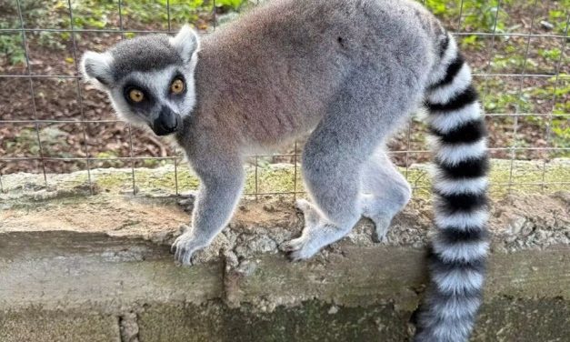 Acusan que animales recibidos en Tulancingo se sustrajeron con irregularidades en Veracruz