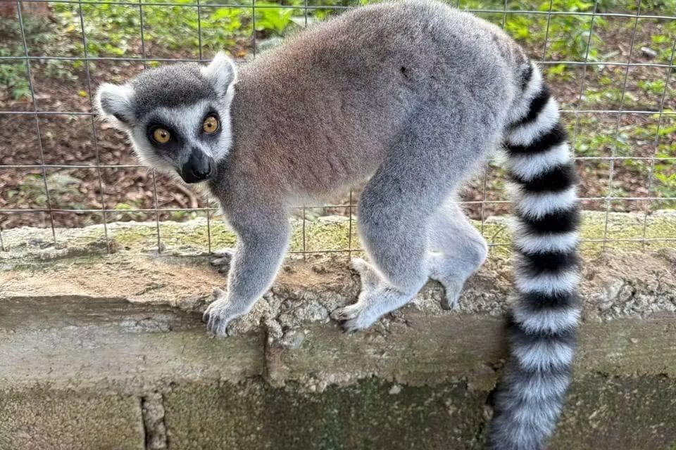 Acusan que animales recibidos en Tulancingo se sustrajeron con irregularidades en Veracruz