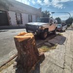 Pachuca y La Reforma reportan derribe de más de 3 mil árboles